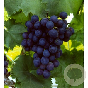 Vitis 'Black Alicante' 150-175 cm vierkant rond 5,5L