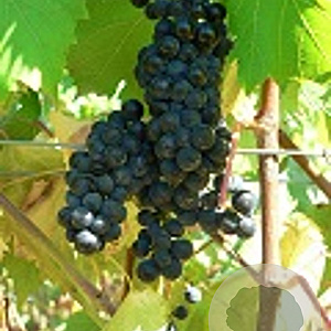 Vitis 'Maréchal Foch' 150-175 cm vierkant rond 5,5L