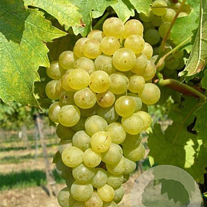 Vitis 'Müller-Thurgau' 150-175 cm vierkant rond 5,5L