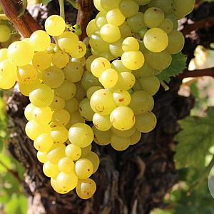 Vitis 'Muscat Blanc à PetitsGrains' 80-100 cm rozenpot 2L