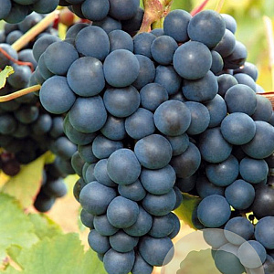 Vitis 'Rondo' 150-175 cm vierkant rond 5,5L