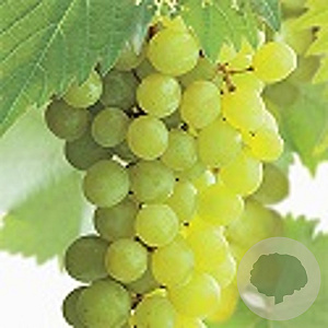 Vitis 'Solaris' 150-175 cm vierkant rond 5,5L