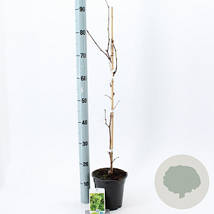 Vitis 'Vroege van der Laan' 70 cm 2,0L met stok