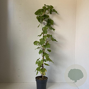 Vitis 'Vroege van der Laan' 70 cm 2,0L met stok