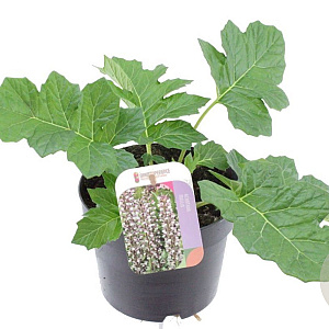 Acanthus mollis GM 2,0L