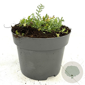 Achillea 'Moonshine' GM 2,0L