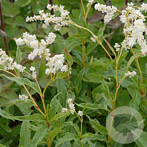 Aconogonon tortuosum glabrifolium GM P9