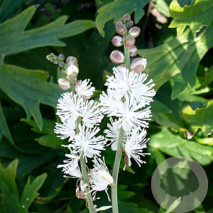 Actaea acerina GM P9