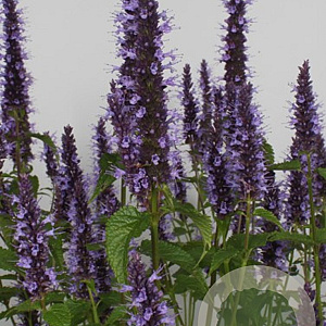 Agastache rugosa 'Little Adder' GM P9