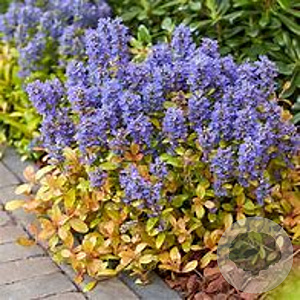 Ajuga Feathered Friends Fancy Finch GM P9