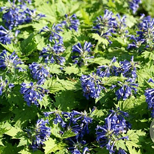Ajuga incisa 'Blue Enigma' GM P9
