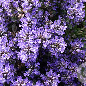Ajuga tenorii 'Valfredda' GM P9