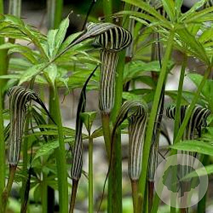 Arisaema consanguineum GM P9