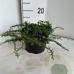 Aster ericoides 'Snowflurry' GM 2,0L