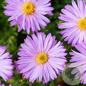 Aster (D) 'Marjorie' GM P9