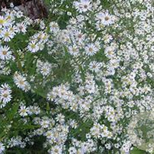 Aster 'Schneegitter' GM P9