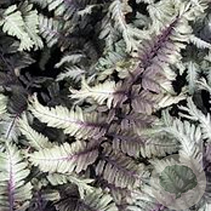 Athyrium niponicum 'Crested Surf' GM P9