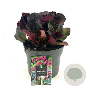 Bergenia cordifolia 'Eroica' GM 2,0L