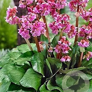 Bergenia 'Eden's Dark Margin' GM P9