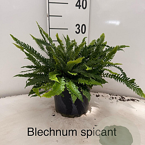 Blechnum spicant 20-25 cm 2,0L
