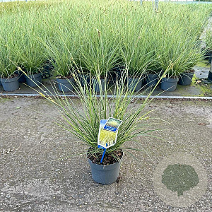 Carex brunnea 'Aureomarginata' 25-30 cm 2,0L