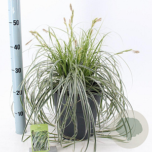 Carex Feather Falls 30-40 cm 6,5L