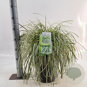 Carex Feather Falls 30-40 cm 12L
