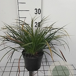 Carex morrowii GM 2,0L