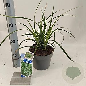 Carex morrowii 'Ice Dance' 20-25 cm 2,0L