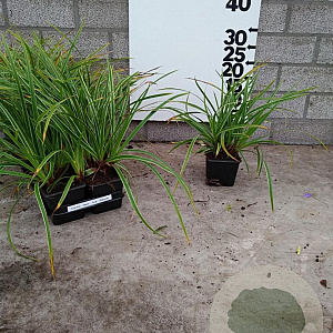 Carex morrowii 'Ice Dance' plantgoed P9