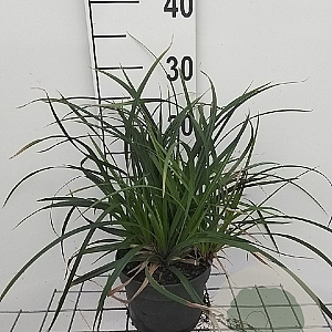 Carex morrowii 'Irish Green' GM 2,0L