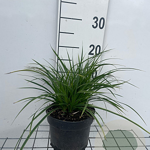 Carex morrowii 'Variegata' GM 2,0L