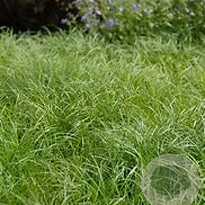 Carex pensylvanica GM P9