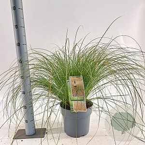 Carex testacea 'Prairie Fire' 30-40 cm 6,5L