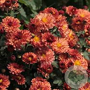 Chrysanthemum (I) 'Bronzekrone' GM P9