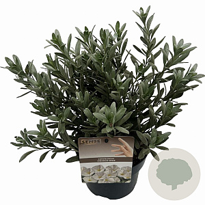 Convolvulus cneorum 20-25 cm P17