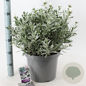 Convolvulus cneorum 30-40 cm 10L