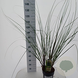 Cortaderia selloana 50-60 cm 6,5L