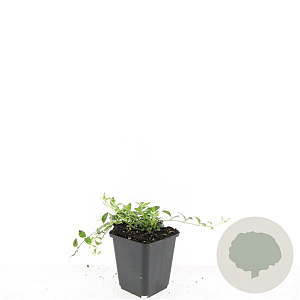 Vinca minor 'Gertrude Jekyll' GM P9