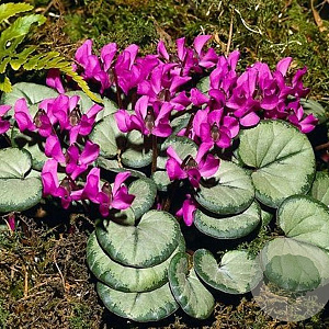 Cyclamen coum 'Silver Leaf' GM P9