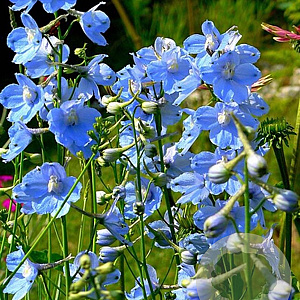 Delphinium (B) 'Cliveden Beauty' GM P9