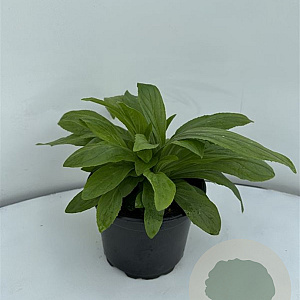 Digitalis grandiflora GM 2,0L