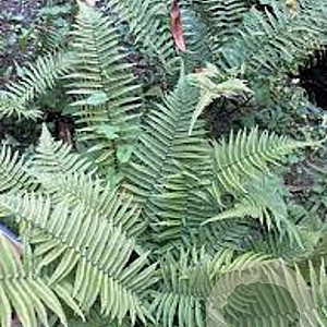 Dryopteris cycadina GM P9
