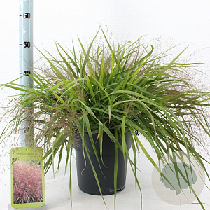Eragrostis spectabilis 40-60 cm 6,5L
