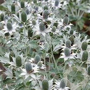 Eryngium Magical White Lagoon GM P9
