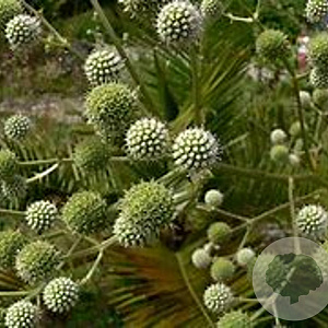 Eryngium paniculatum GM P9