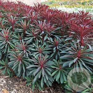 Euphorbia Miner's Merlot GM P9