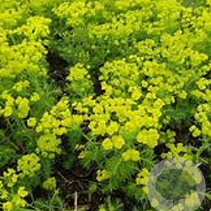 Euphorbia waldsteinii 'Betten' GM P9