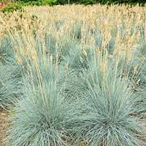 Festuca cinerea GM P9