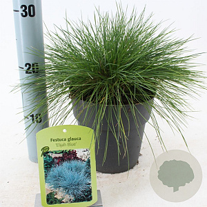 Festuca glauca 'Elijah Blue' 20-25 cm 2,0L
